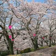 岡山県新見市の春